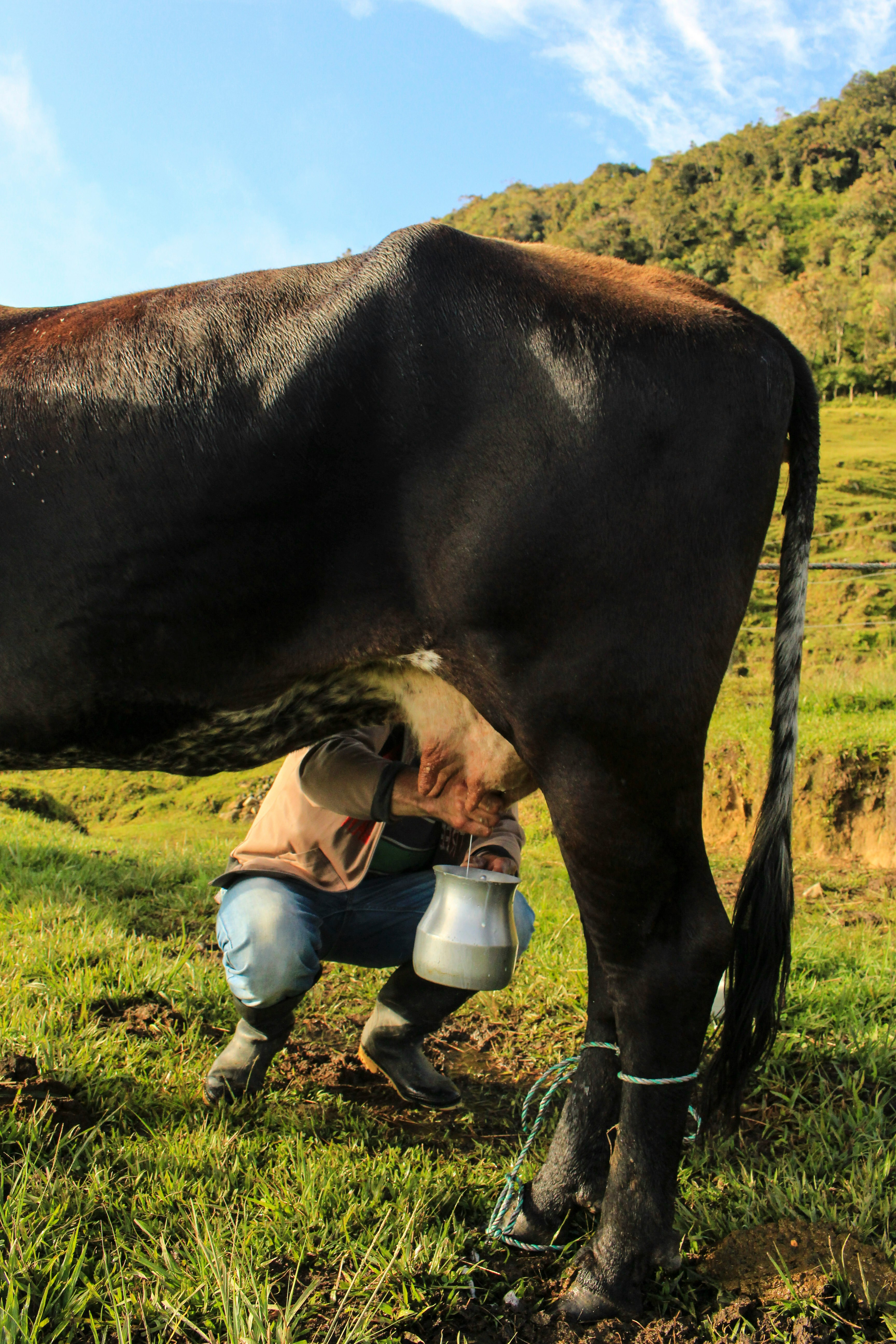 Milking Facility