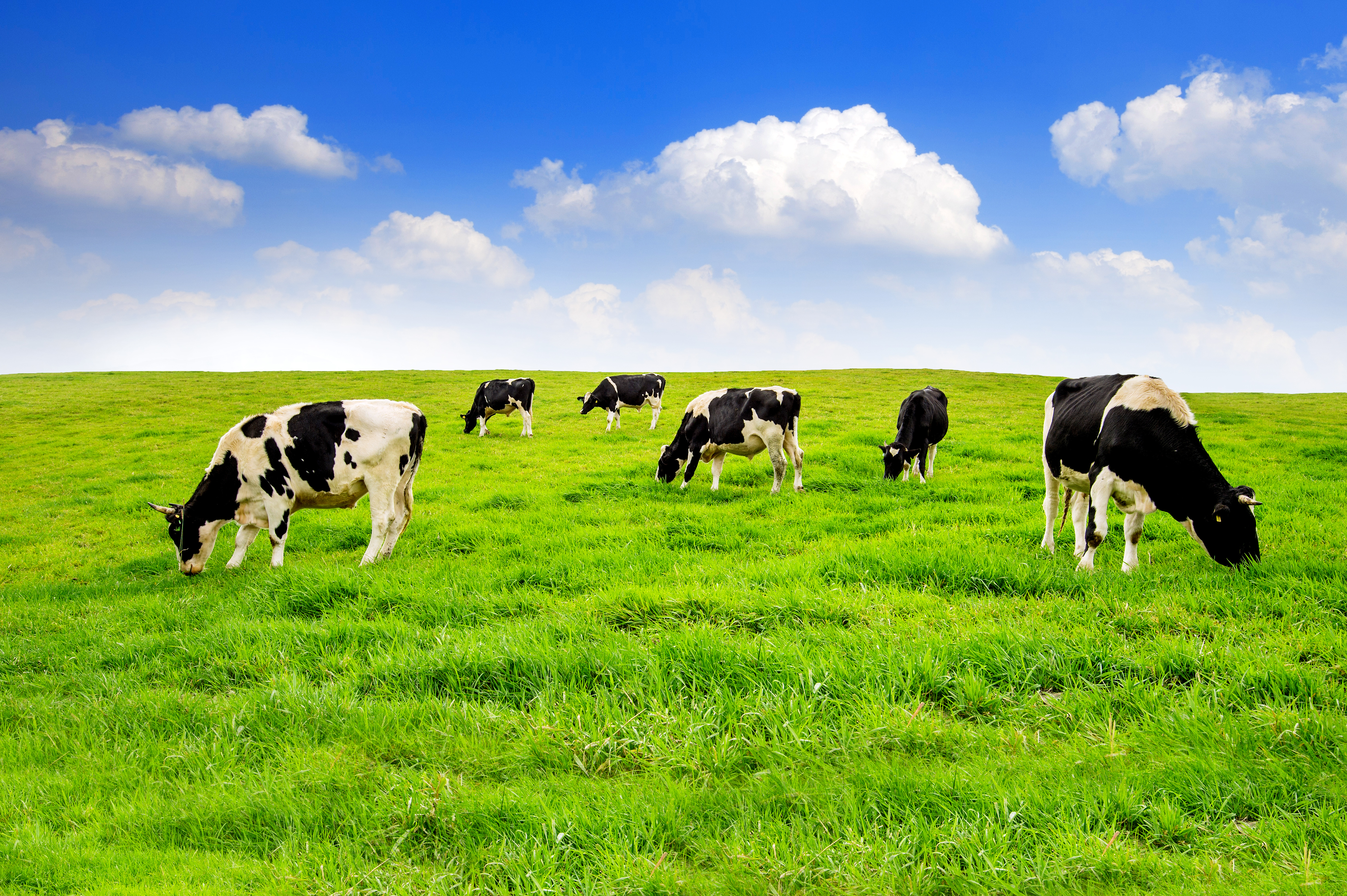 Rylock Farms Dairy