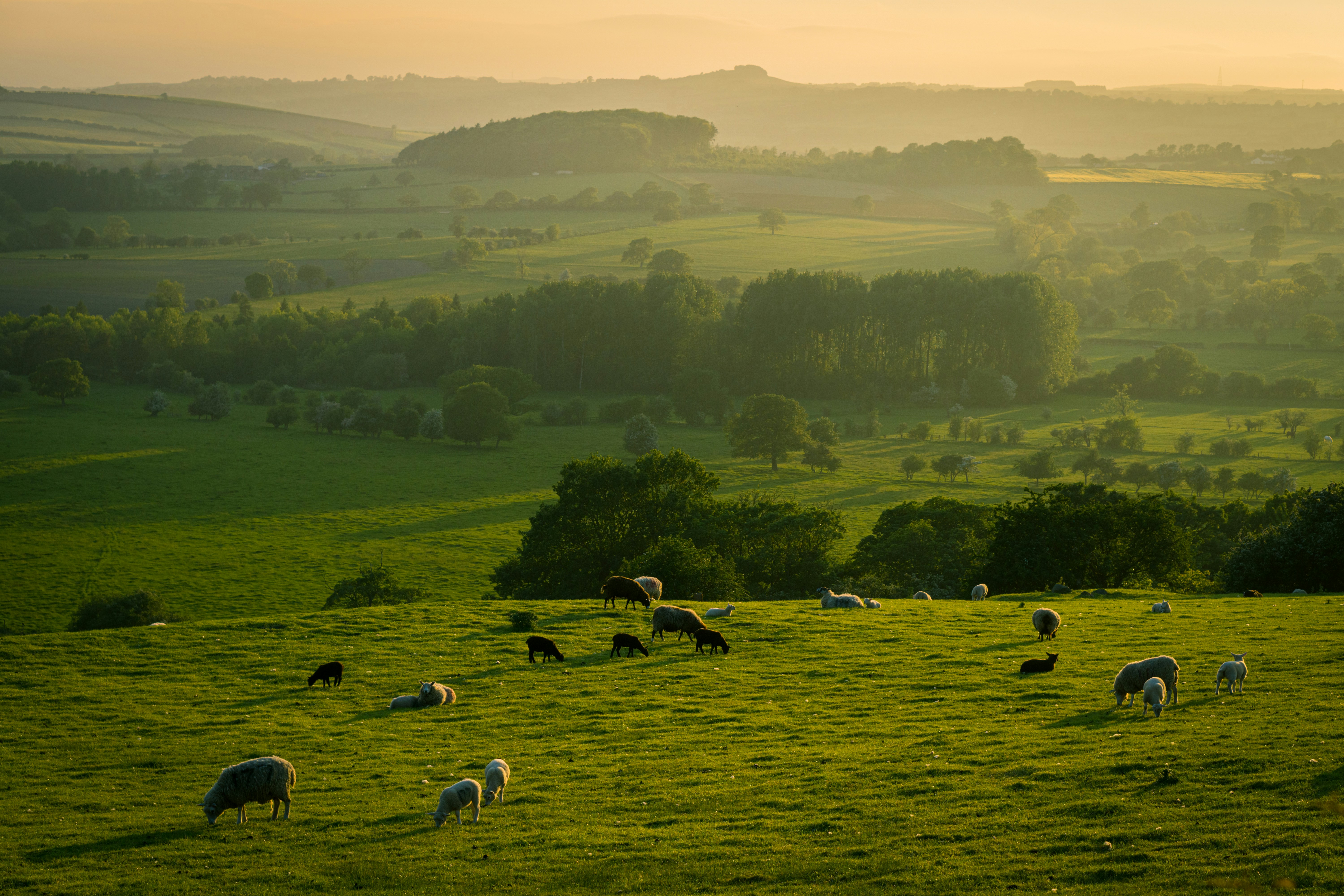 Herd Management