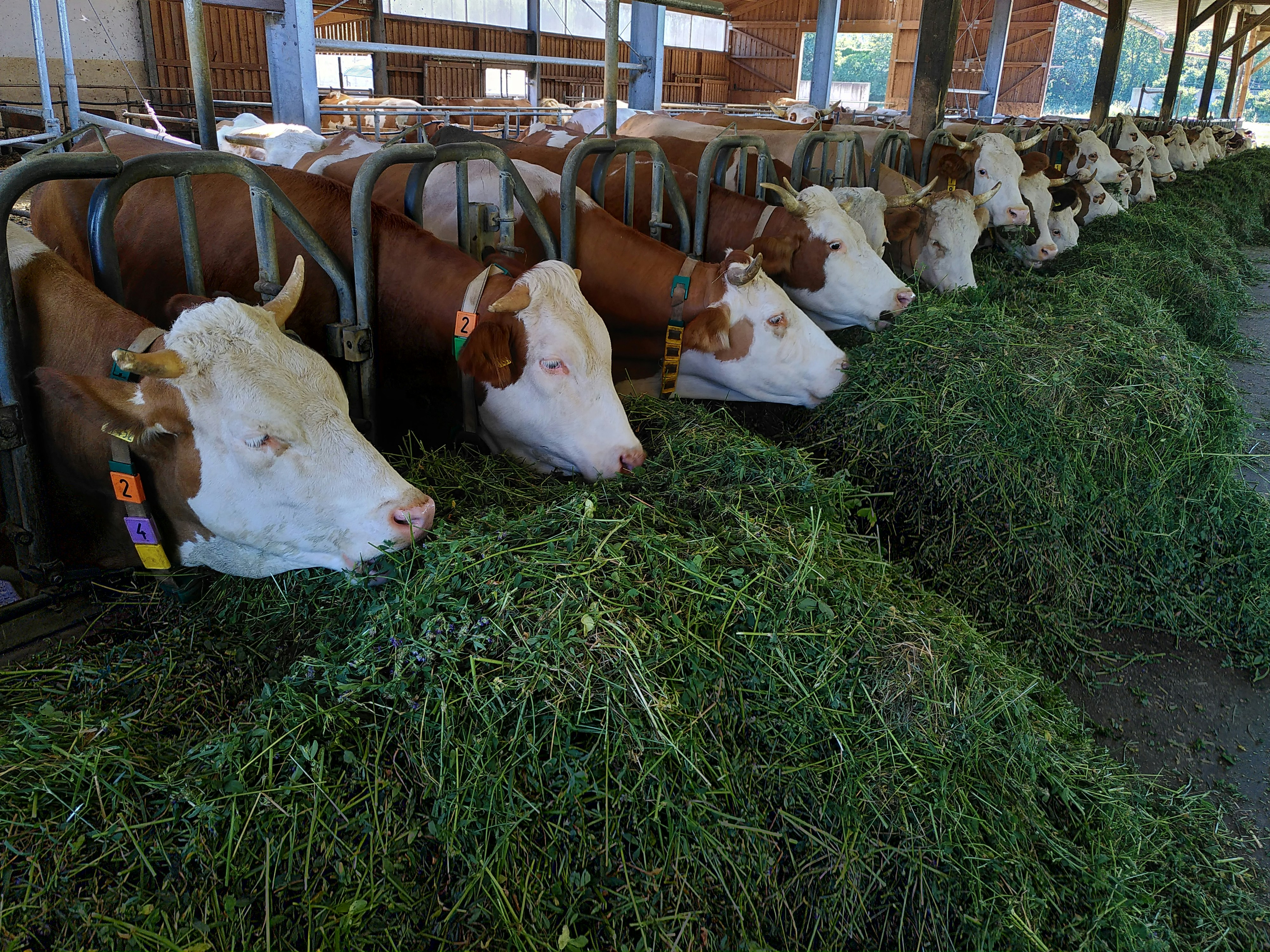 Rylock Farms Dairy