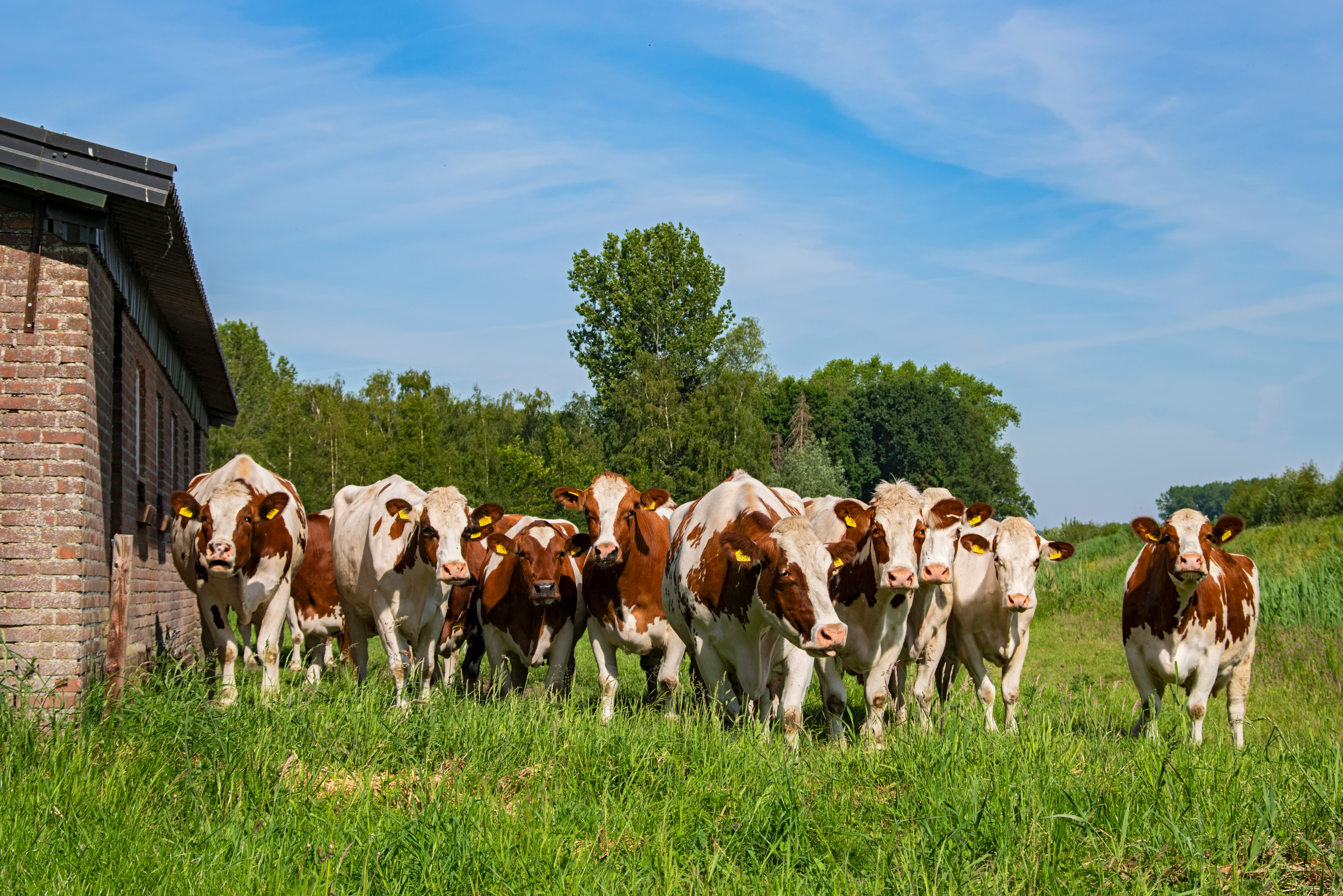 Breeding Programs