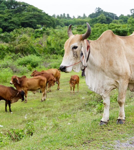 Dairy Farming